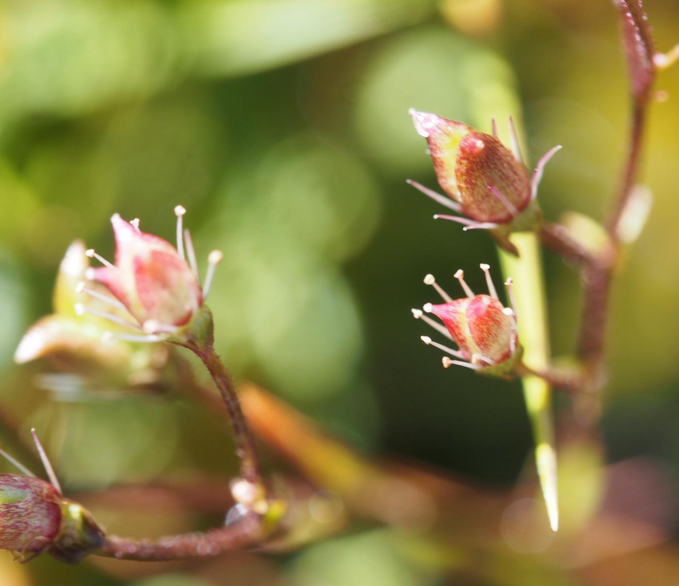 Saxifrage, Starry fruit